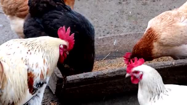 農場で外で食べる無料の範囲の鶏のグループ — ストック動画