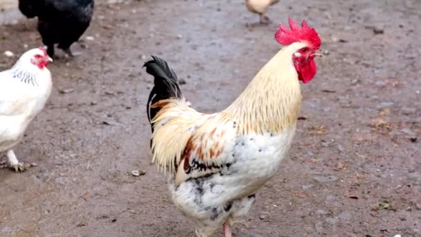 Poulets Élevage Plein Air Dans Cour Été — Video