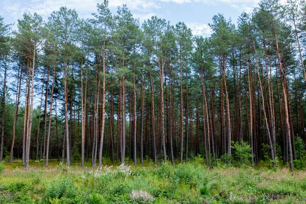 Wczesnym Rankiem Wschodem Słońca Sosnowym Lesie — Zdjęcie stockowe