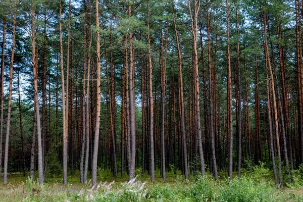 Wczesnym Rankiem Wschodem Słońca Sosnowym Lesie — Zdjęcie stockowe