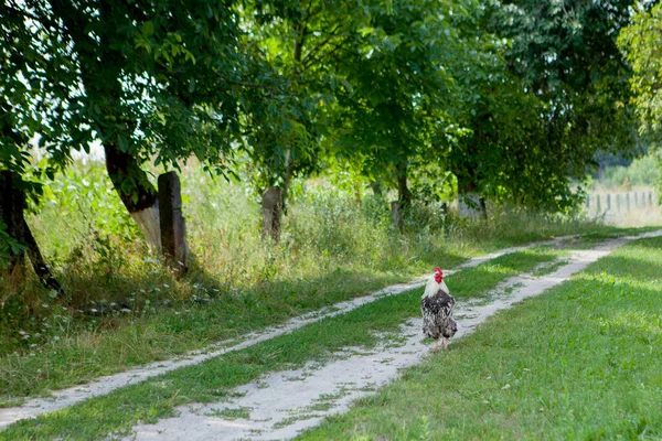 Galo Colorido Fazenda Belos Galos Andando Rua Conceito Ecológico Village — Fotografia de Stock