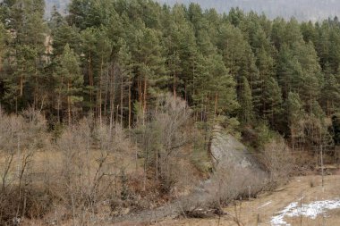 Karpatlar 'daki Doğal Yeşil Çam Ormanı.