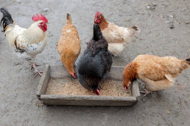 Bir grup tavuk dışarıda çiftlikte yemek yiyor..