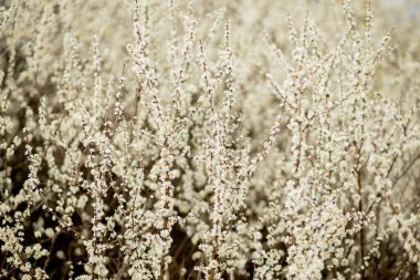 Tarlada çiçek açan beyaz çiçekler. Arkaplan çiçekleri, seçici odak.