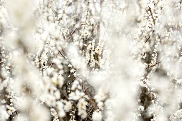 Flores Blancas Que Florecen Campo Fondo Floración Enfoque Selectivo — Foto de Stock
