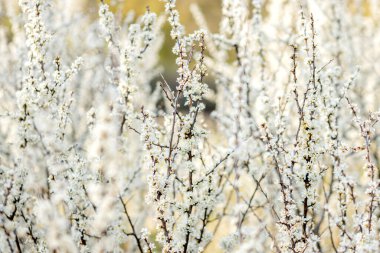 Tarlada çiçek açan beyaz çiçekler. Arkaplan çiçekleri, seçici odak.
