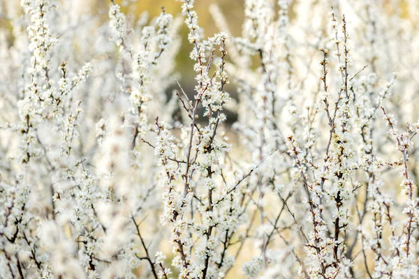 Tarlada çiçek açan beyaz çiçekler. Arkaplan çiçekleri, seçici odak.