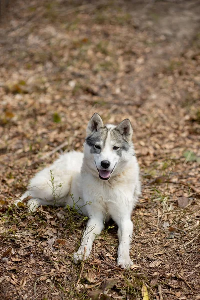 鮮やかな秋の森の中に立つ豪華なシベリアのハスキー犬の肖像 — ストック写真