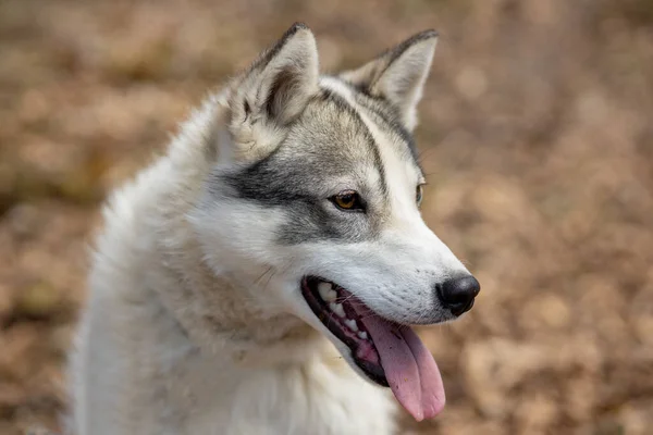 Retrato Cão Husky Siberiano Lindo Que Está Floresta Queda Encantadora — Fotografia de Stock