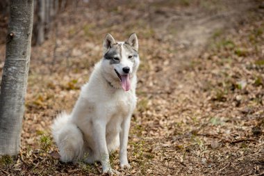Büyüleyici sonbahar ormanında duran muhteşem Sibirya Husky köpeğinin portresi.