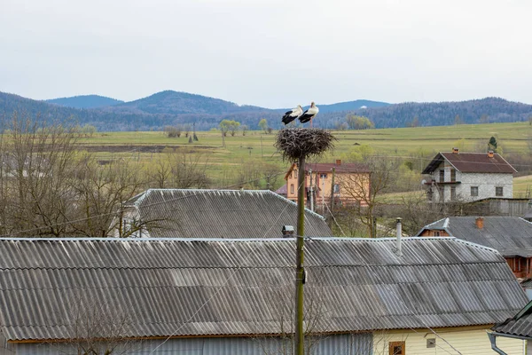 Storchenpaar Spielt Nest Oberhalb Der Stange — Stockfoto