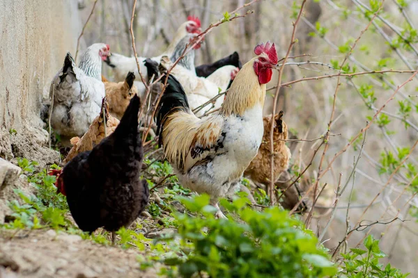 A flock of chickens roam freely in a lush green paddock.