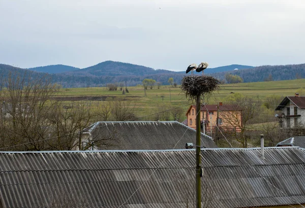 Storchenpaar Spielt Nest Oberhalb Der Stange — Stockfoto