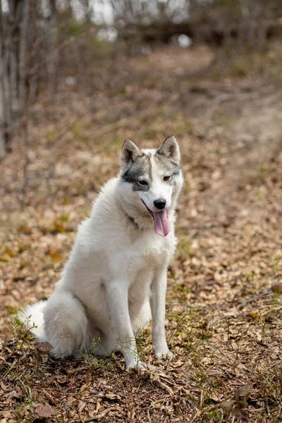 Portrait Gorgeous Siberian Husky Dog Standing Bright Enchanting Fall Forest — Stock Photo, Image