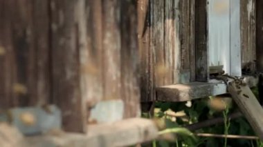 Arıların çoğu çiçek nektarı ve çiçek poleniyle arı kovanına girip çıkıyor. Çiçeklerden nektar toplayan arı sürüsü. Sağlıklı organik çiftlik balı.