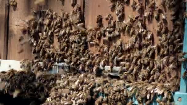Včelař Stará Plástve Včelař Ukazuje Prázdný Plástve Včelař Stará Včely — Stock video