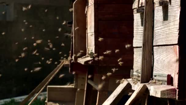 Beekeeper Looks Honeycombs Apiarist Shows Empty Honeycomb Beekeeper Looks Bees — Stock Video