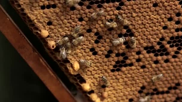 養蜂家はハニカムの世話をする 蜂の巣が空になっている 養蜂家は蜂やミツバチの世話をしています 空蜂のハニカム — ストック動画