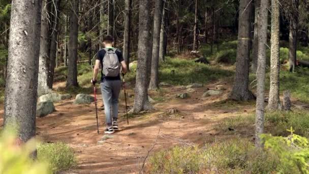 Close Hands Active Male Holding Trekking Poles Going Spring Forest — Stock Video