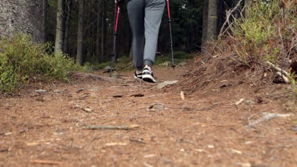 Fermer Les Mains Des Mâles Actifs Tenant Des Bâtons Trekking — Video