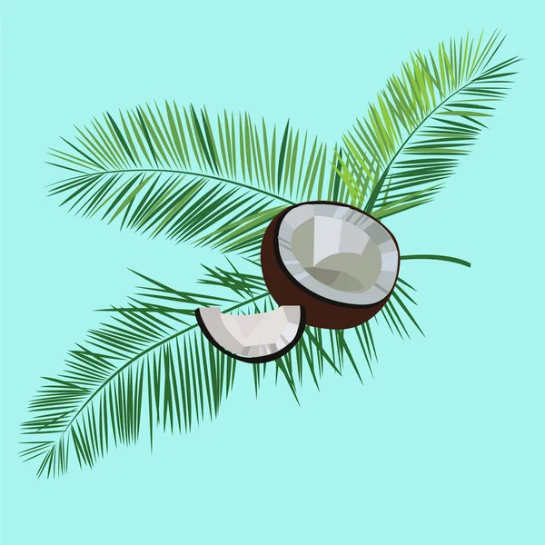 Vector de hojas de coco y palma ilustración aislada sobre fondo azul . — Vector de stock