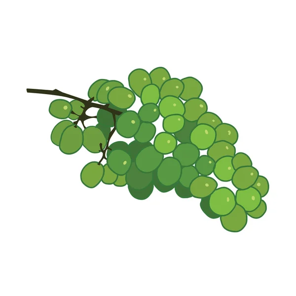 Green wine grape vector flat illustration on white background. — Stock Vector
