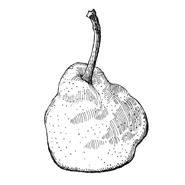Engraving illustration of a pear. — Stock Vector