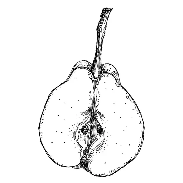 Grabado ilustración de una pera — Vector de stock