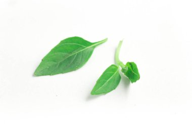 taze fesleğen yaprağı