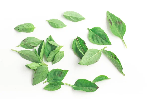 Fresh Basil Leaves — Stock Photo, Image