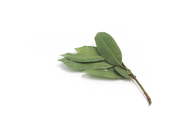 Bay Leaves. Laurus Nobilis — Stock Photo, Image