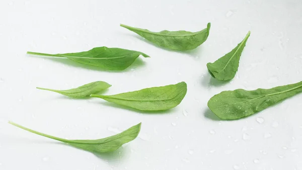 Folhas de Arugula. Folha — Fotografia de Stock