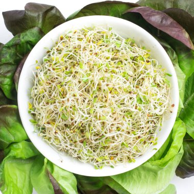 Yonca filizi bir kasenin içine