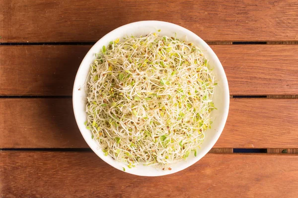 Alfalfa Sprouts into a bowl — Stock Photo, Image