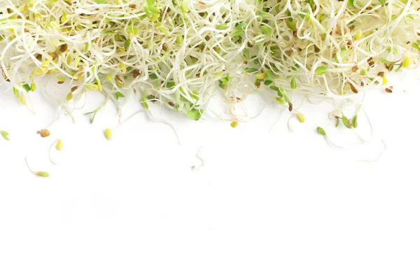 Alfalfa Sprouts frame — Stock Photo, Image