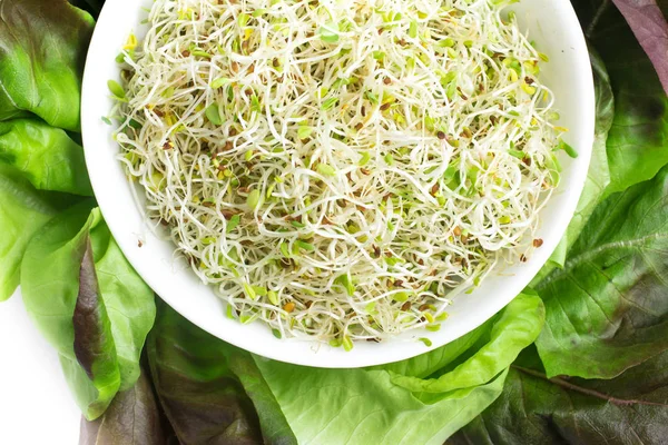 Alfalfa Sprouts into a bowl — Stock Photo, Image