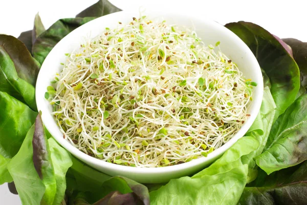 Alfalfa Sprouts into a bowl — Stock Photo, Image