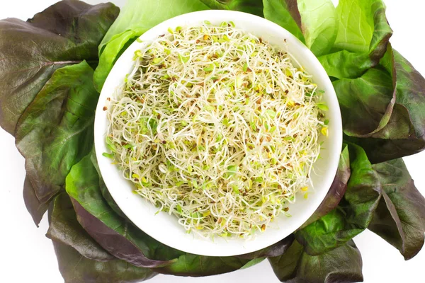 Alfalfa Sprouts into a bowl — Stock Photo, Image