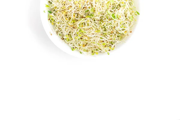 Alfalfa Sprouts into a bowl — Stock Photo, Image