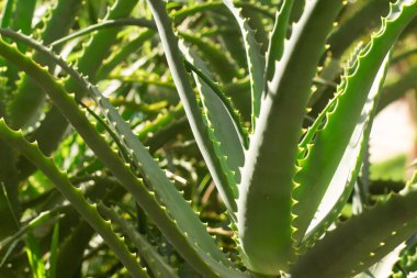 Aloe Vera Fabrikası 'nı kapatın.