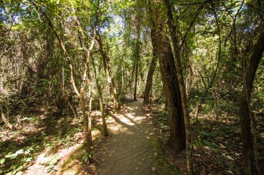 Tuğla yolu bir orman Brasilia, Brezilya