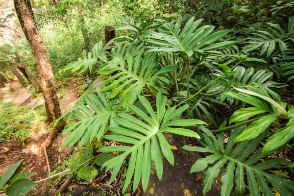 Monstera deliciosa. Costela-de-Adao — Zdjęcie stockowe