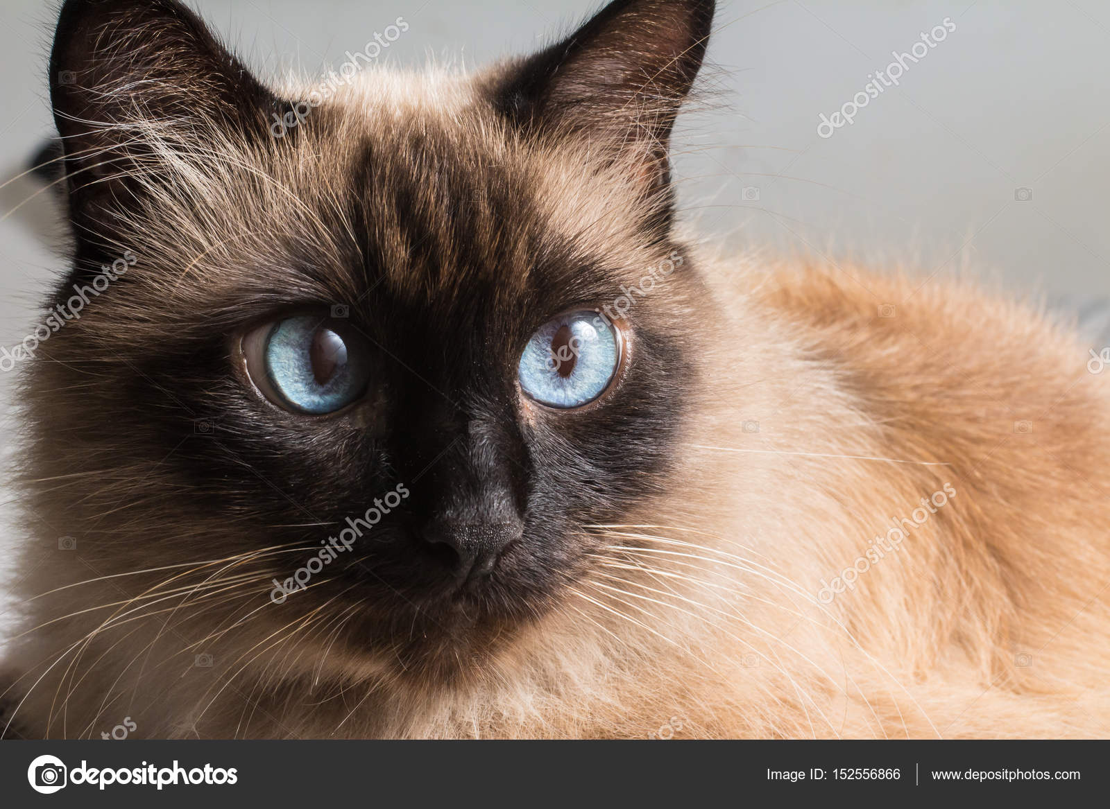 Fat Siamese Cat Stock Photo Image By C Barkstudio Fat Siamese Cat Stock Photo Image By C Barkstudio