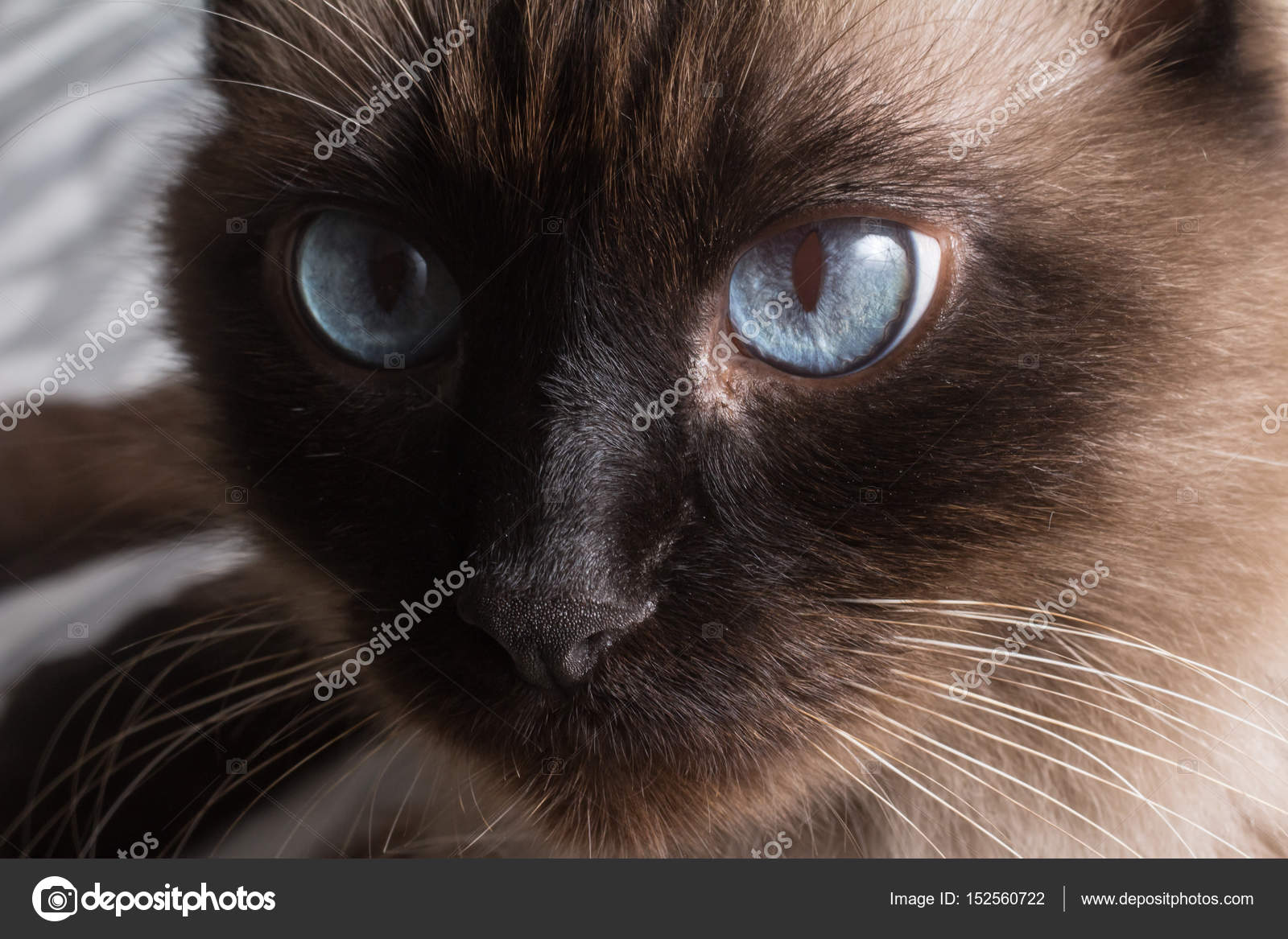 Fat Siamese Cat Stock Photo Image By C Barkstudio Fat Siamese Cat Stock Photo Image By C Barkstudio