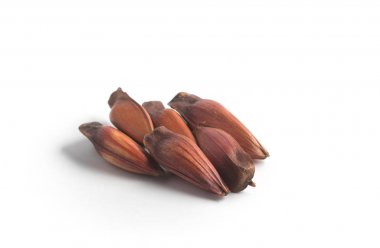 Pinhao - Brezilya çam