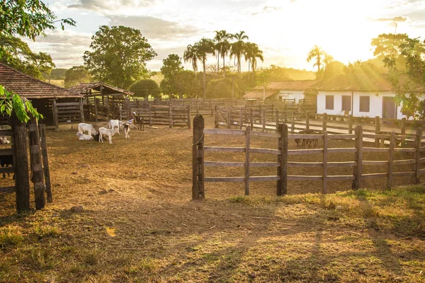 Загон. Бразильская ферма в Пиренополе — стоковое фото
