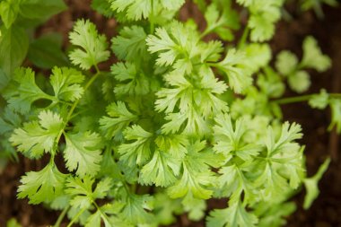 Taze kişniş yaprağı