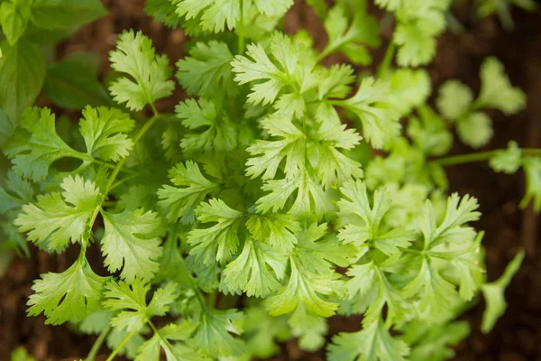 Taze kişniş yaprağı