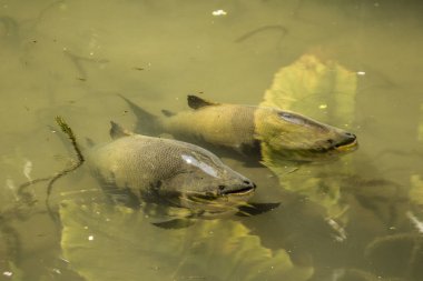 Tambaqui balık bir gölde