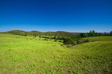 Dağların ortasında ağaç